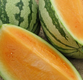 Watermelon - Triploid (Seedless) - Hybrid - Orange