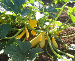Summer Squash - Yellow Straight Neck - OP