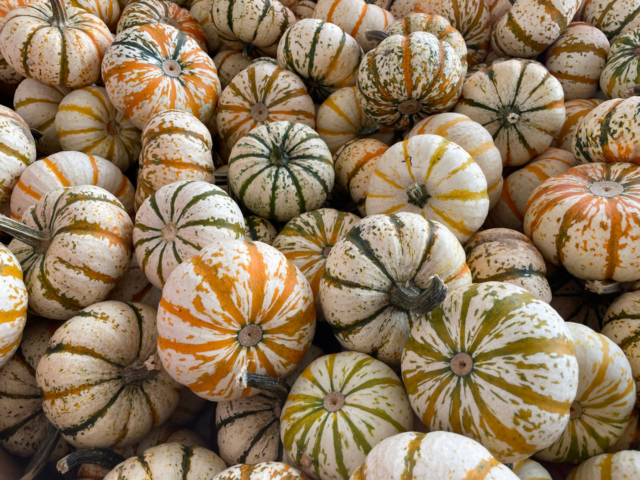 Lil' PumpKeMon F1 Holmes Seed Company