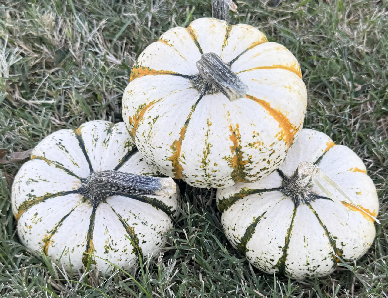 Pumpkin Seeds - Lil Pump-ke-mon