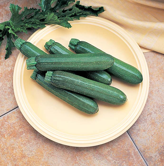 Cashflow Summer Squash Seeds | Holmes Seed Company
