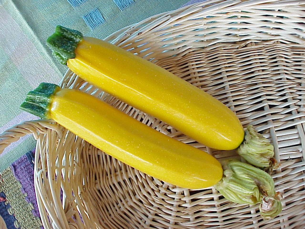 Sebring Summer Squash Seeds | Holmes Seed Company