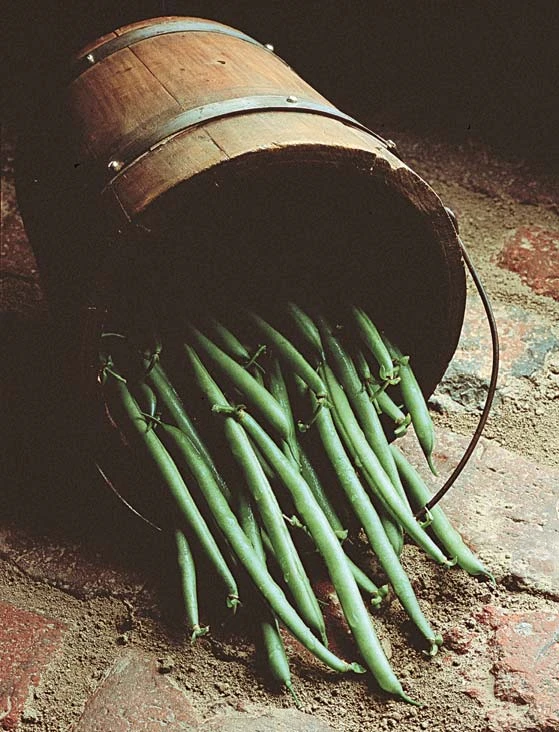 Strike Green Bean Seeds | Holmes Seed Company