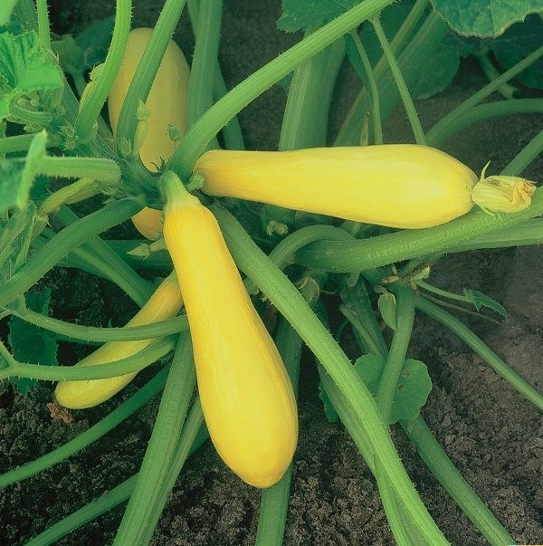 Enterprise Straightneck Squash Seeds | Holmes Seed Company