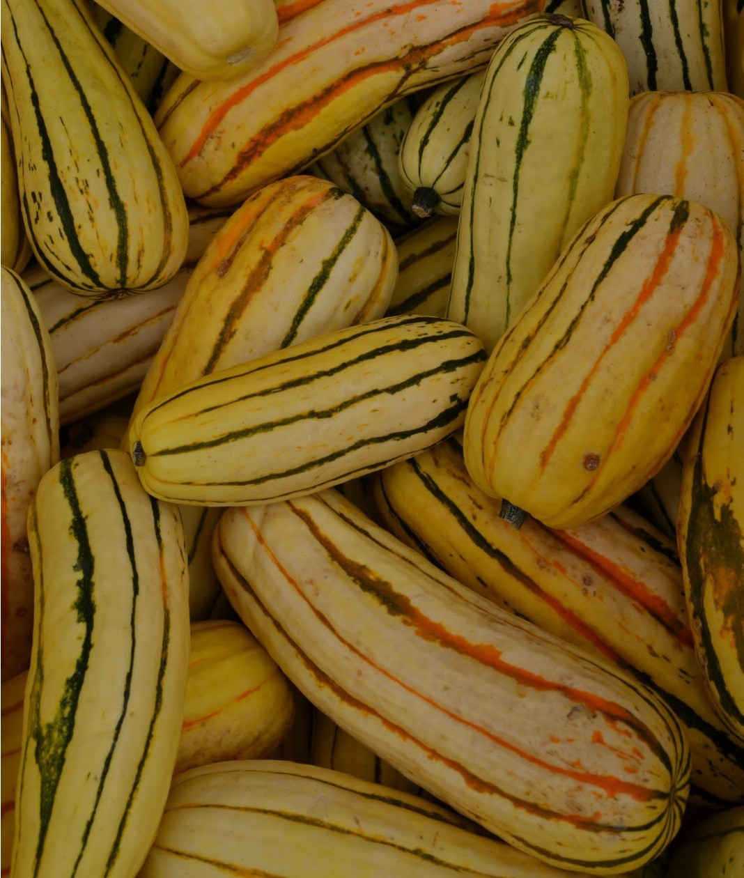 Delicata Squash Seeds | Holmes Seed Company