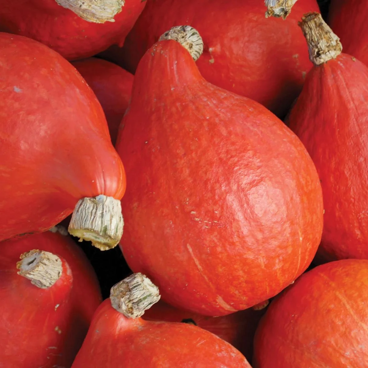 Red Kuri Hubbard Squash Seeds | Holmes Seed Company