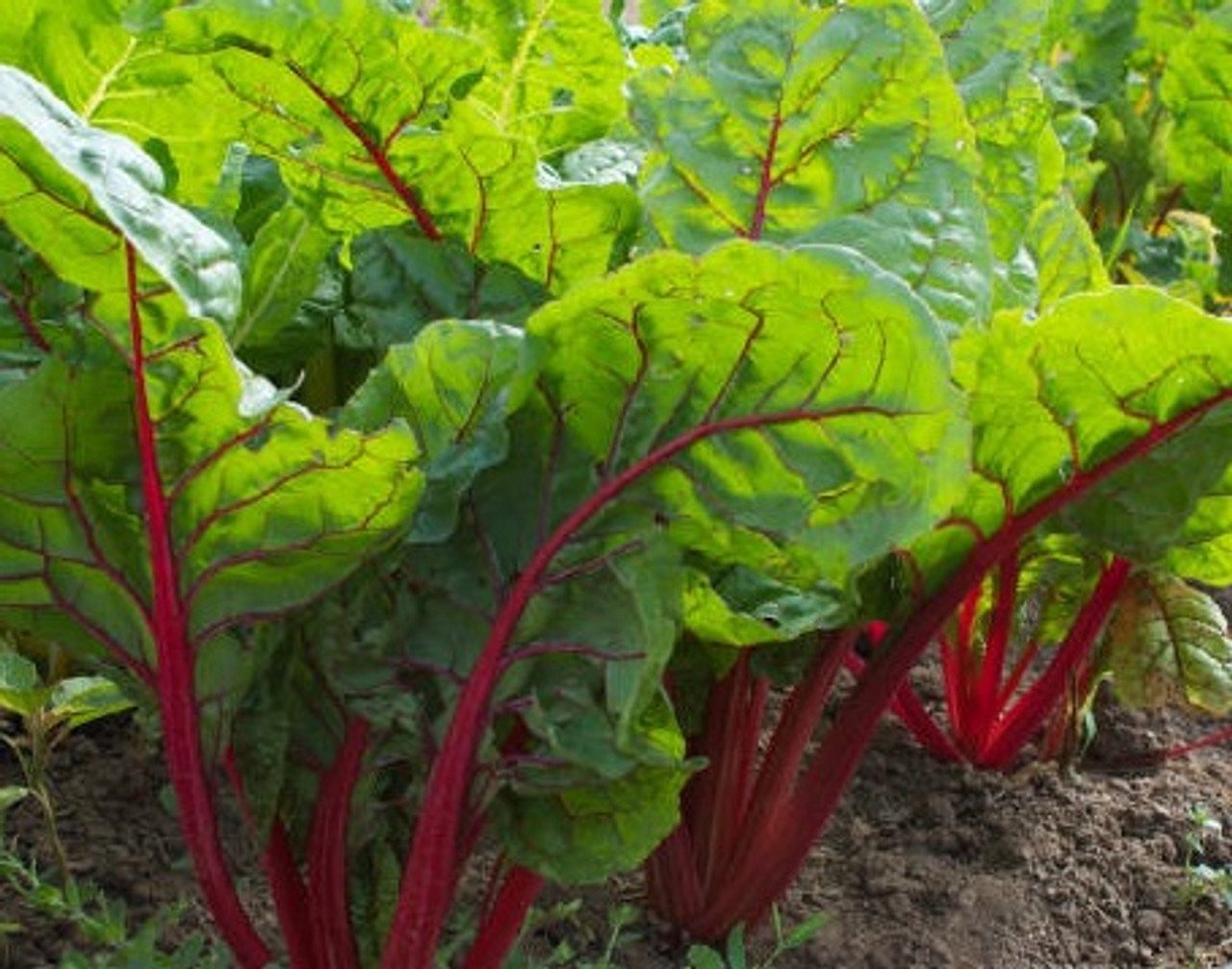 Rhubarb Cherry Red, Grower Direct, Te Puna