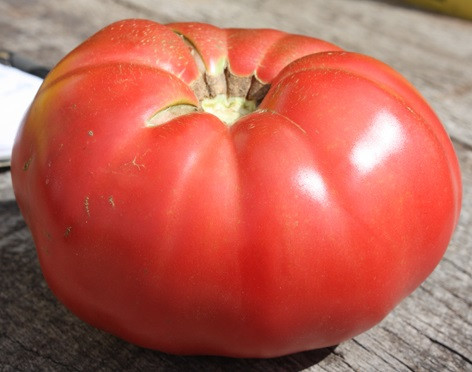 German Pink Tomato Seeds | Holmes Seed Company
