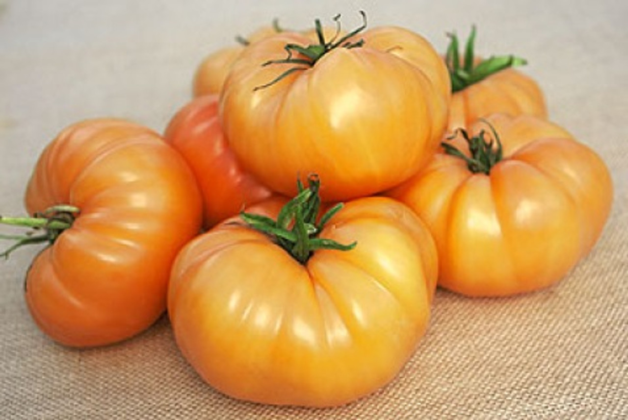 Bush Beefsteak - Heirloom Tomato Seeds