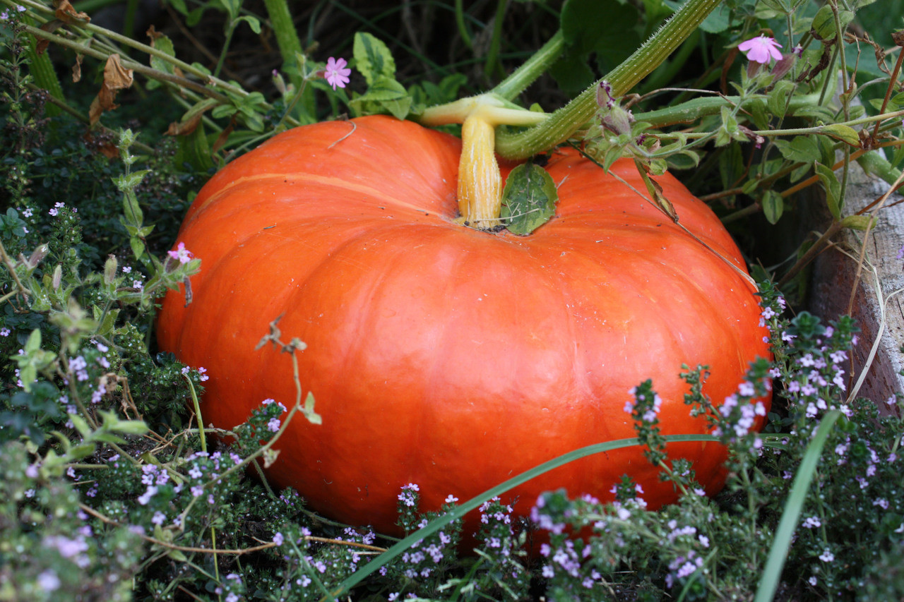 Cinderella Pumpkin (Rouge Vif D'Etampes) | Holmes Seed Company