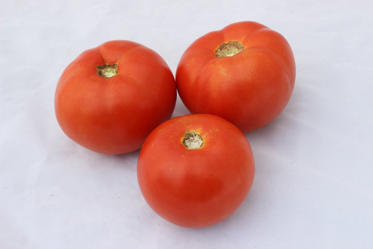 Dixie Red F1 Tomato - Holmes Seed Company