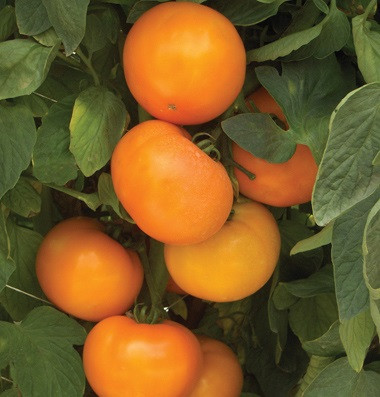 トマト☺︎ BHN 871 F1 Tomato Seeds | Holmes Seed Company