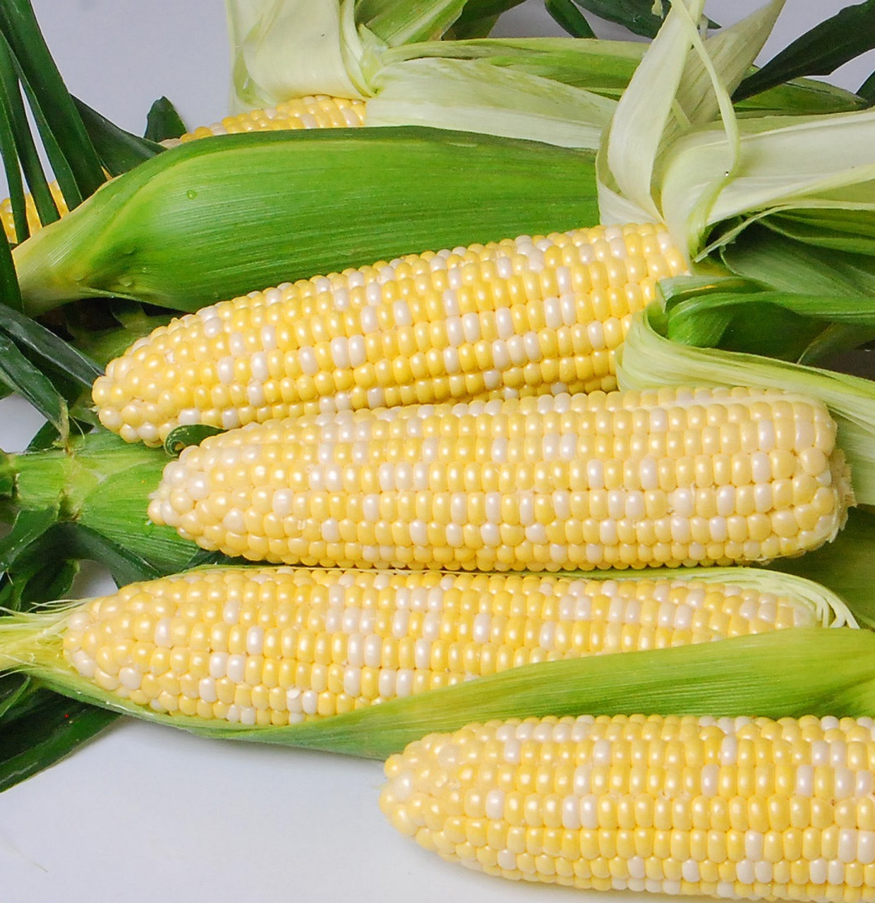 Nirvana Sweet Corn Seeds - 76 Relative Days | Holmes Seed