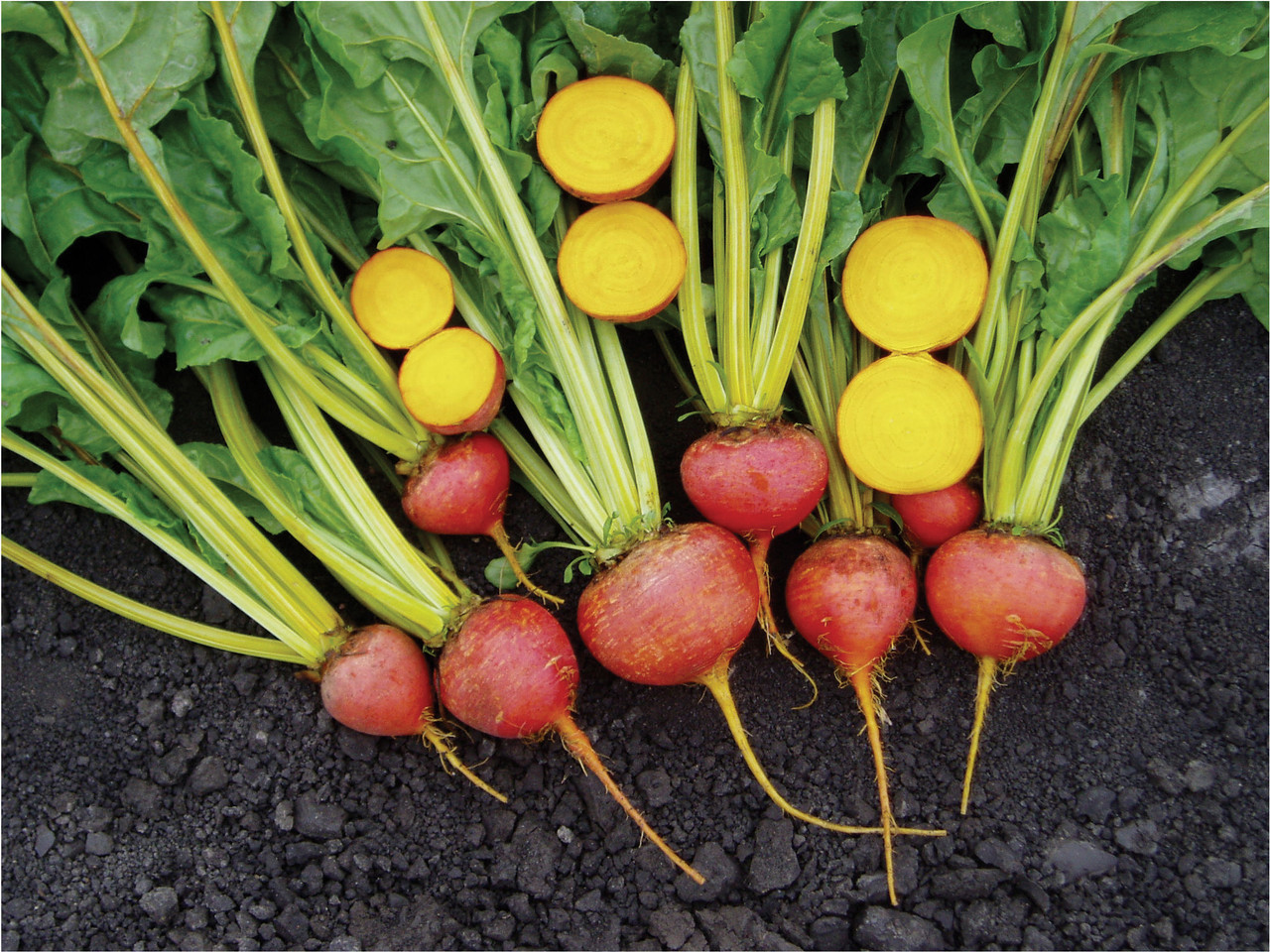 Holmes Seed Company Touchstone Gold Beets