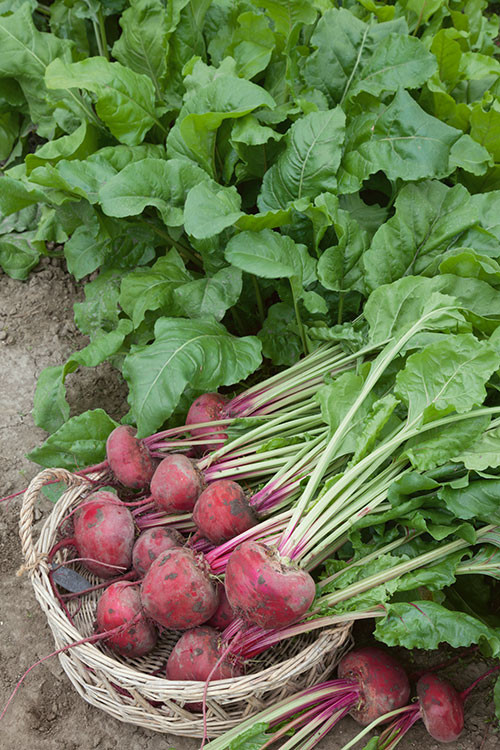 Bulk Beet Seeds - Lutz Green Leaf -