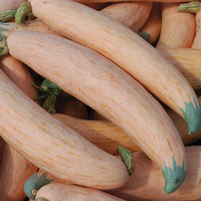 North Georgia Candy Roaster Banana Squash Seeds | Holmes Seed Company