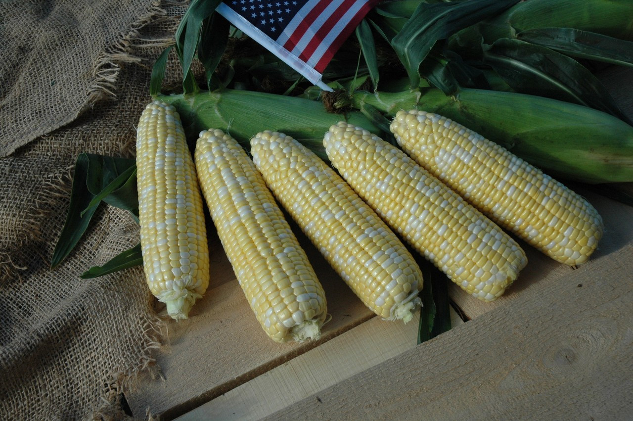 Holmes Seed Company American Dream Sweet Corn