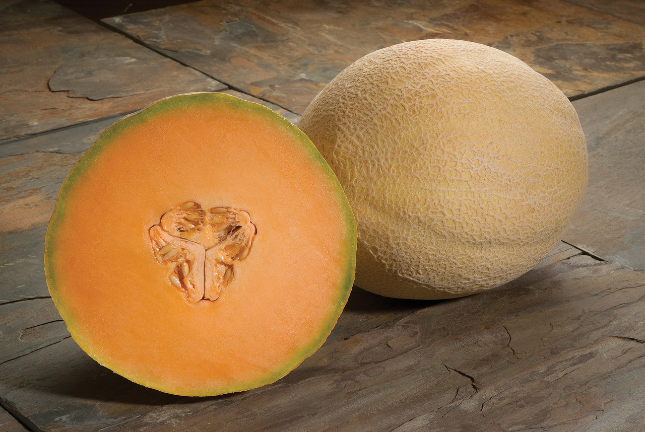 Atlantis F1 Melon | Holmes Seed Company