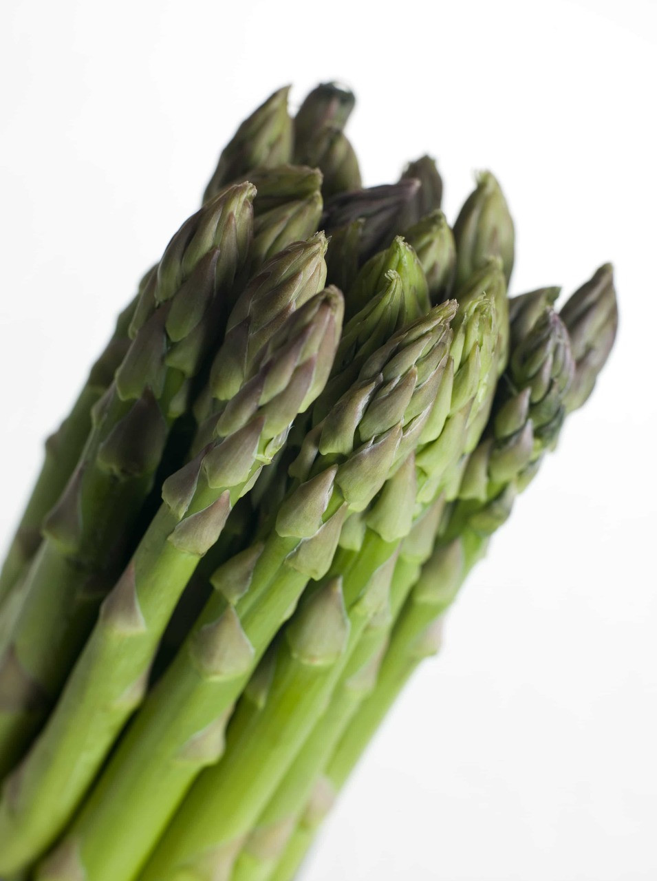 ASPARAGUS 「#1 / モメント」 Asparagus Twigs Absolute – Fraterworks