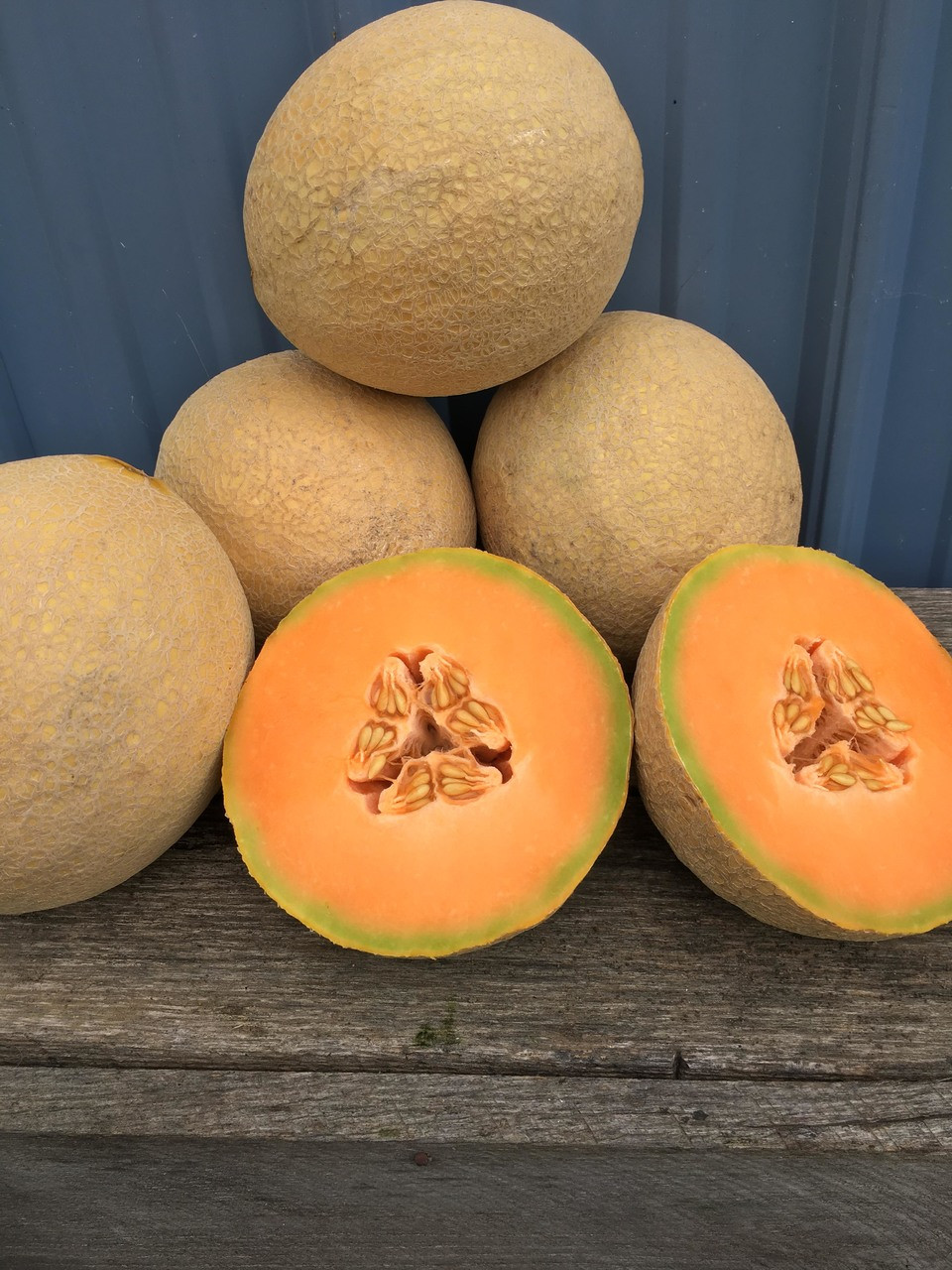 Sugar Rush F1 Holmes Seed Company