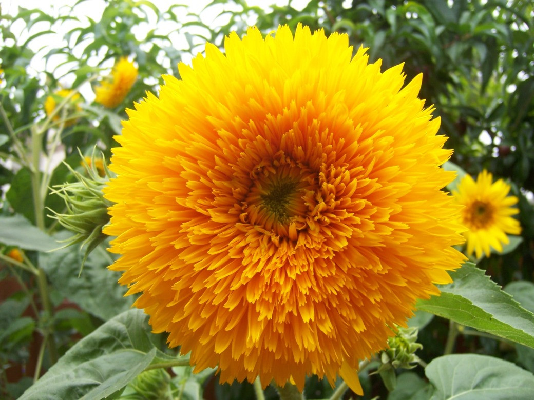 sunflower171707ページ Sungold Tall Sunflower | Holmes Seed Company