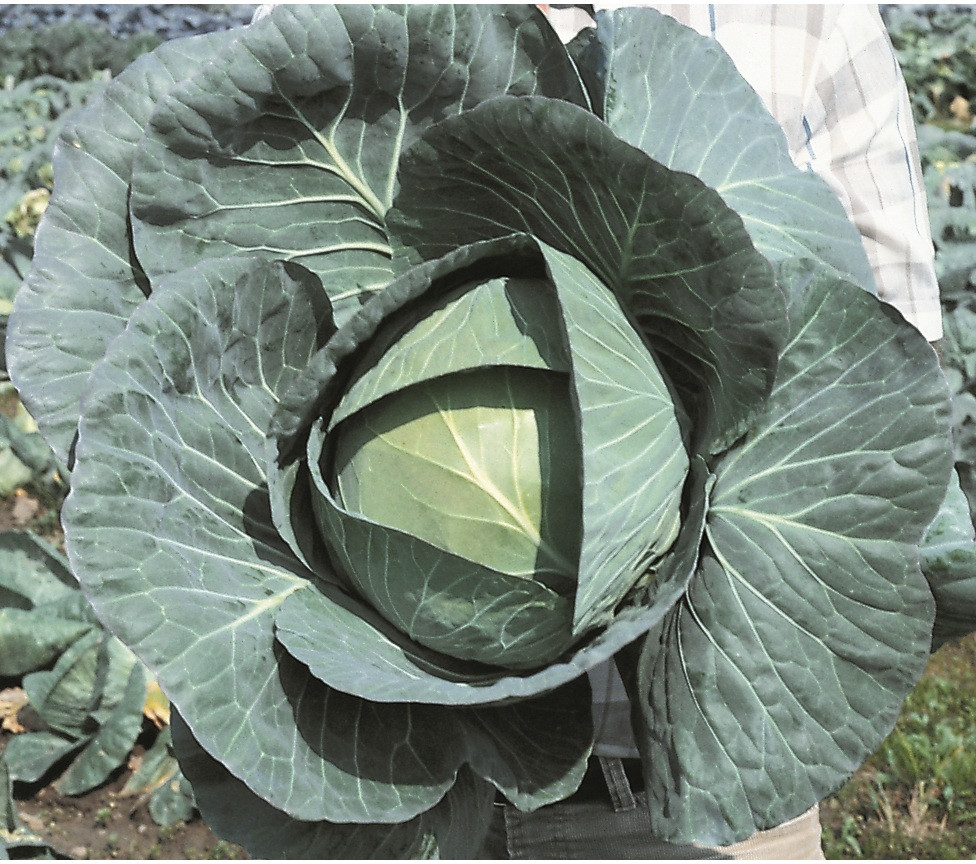Holmes Seed Company Bravo F1 Cabbage