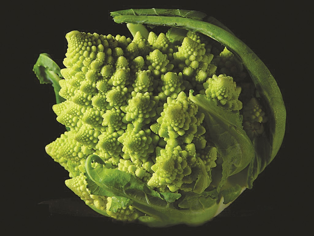 Premium Photo | Cauliflower in a group wallpaper