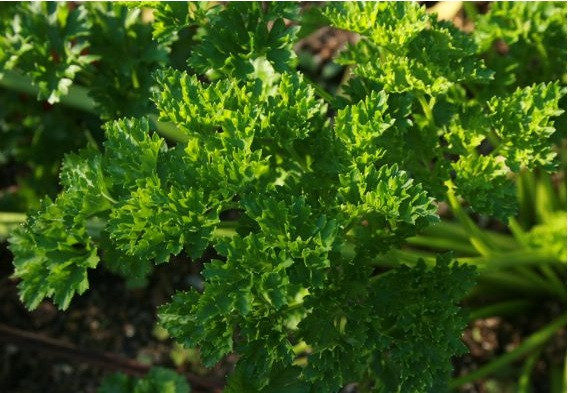 Forest Green Parsley | Holmes Seed Company