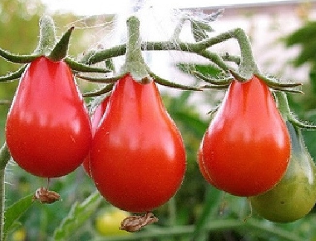 Red Pear Tomato Seeds | Holmes Seed Company