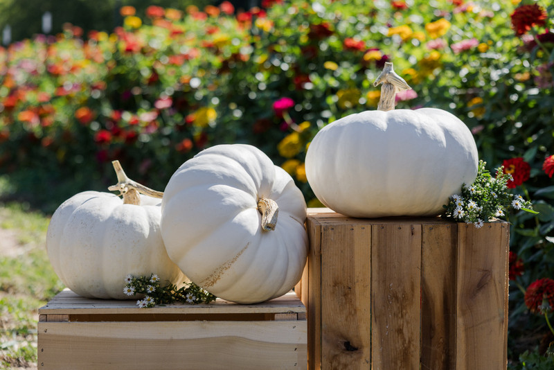 Moon Whisper Untreated Pumpkin Seeds | Holmes Seed Company
