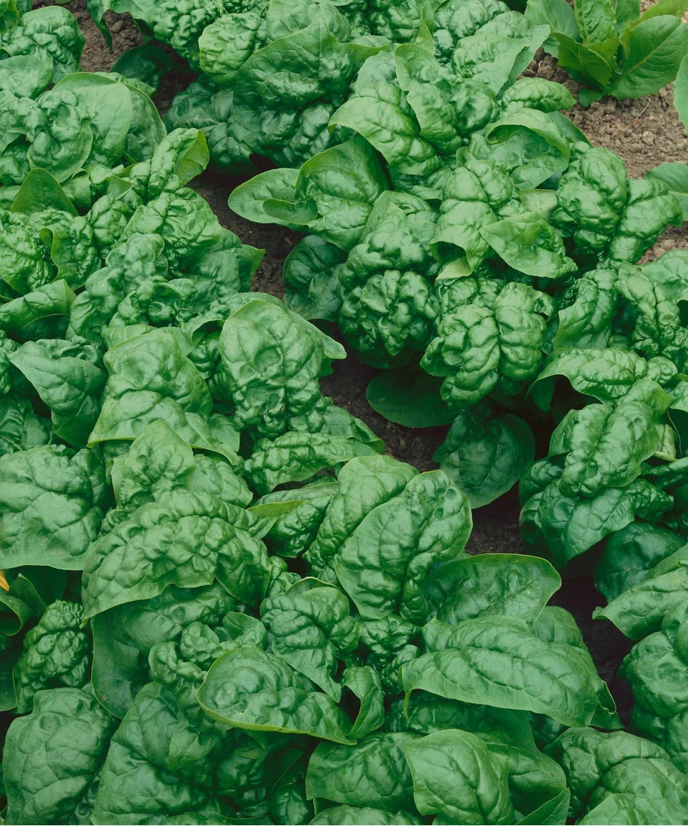 Bloomsdale Long Standing Spinach | Holmes Seed Company