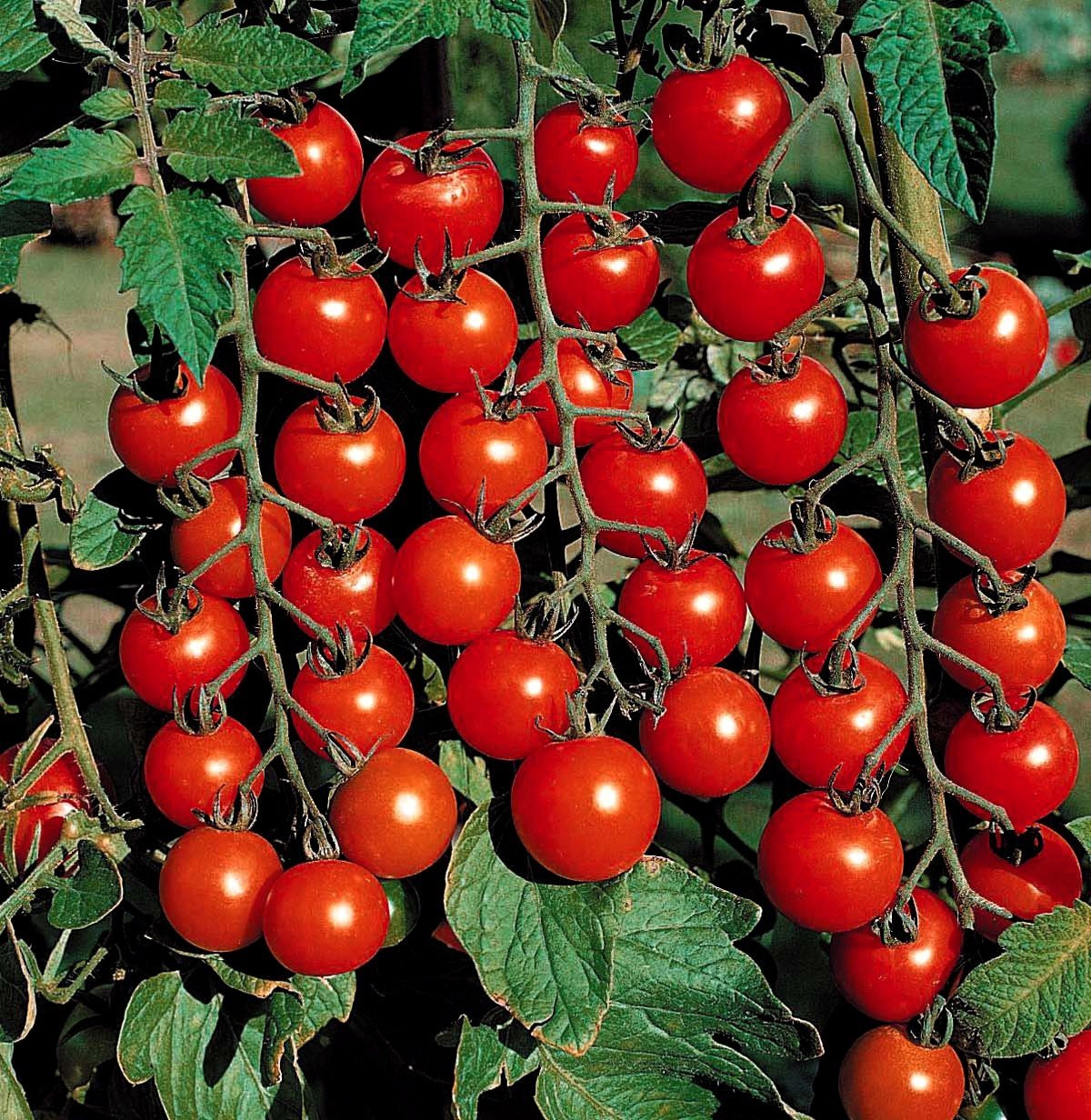 planting pride of barbados seeds Yellow Pride of Barbados Caesalpinia pulcherrima 10 Seeds  R&B Floridaseeds