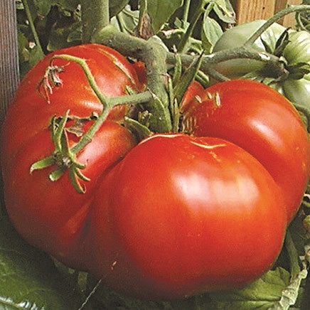 Big Zac Tomato Seeds | Holmes Seed Company