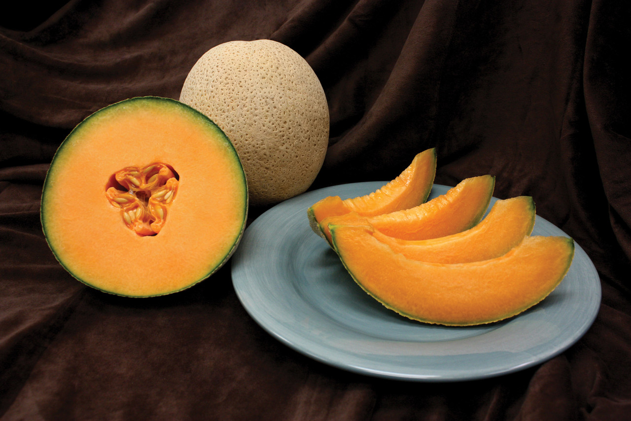 Alaniz Gold F1 Melon | Holmes Seed Company