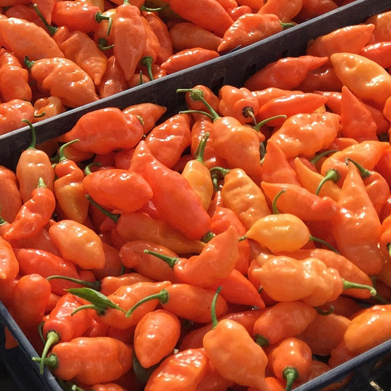 Habanada Heatless Habanero Pepper Seeds - 10 Seeds - Sweet & Aromatic - Soda City Greens
