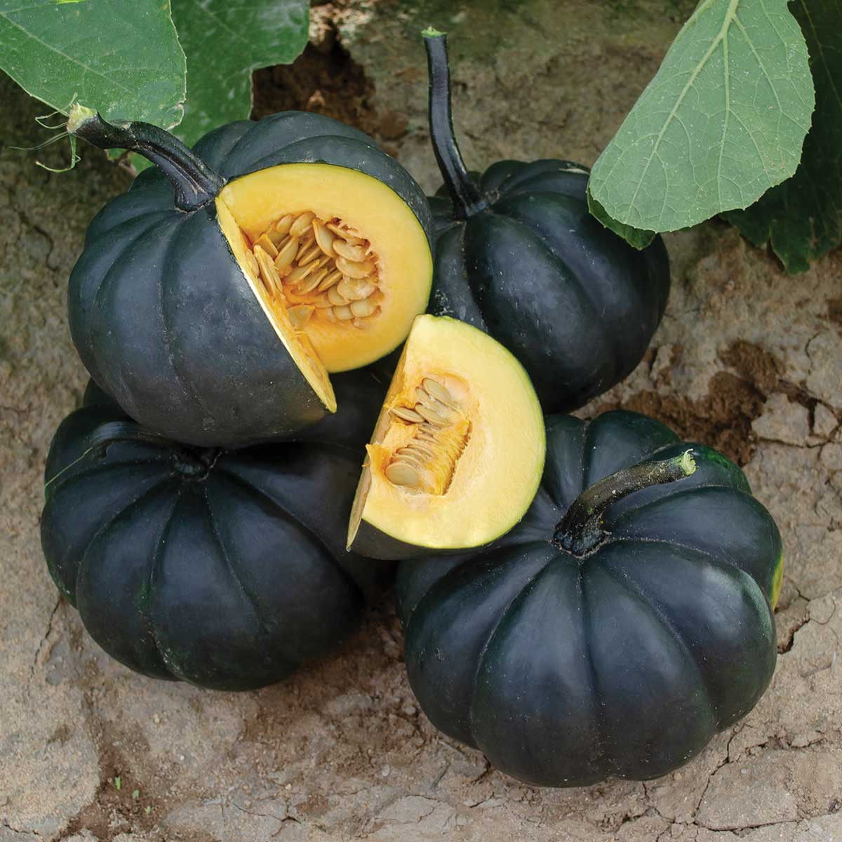 Midnight (Black Kat) Pumpkin Seeds | Holmes Seed Company