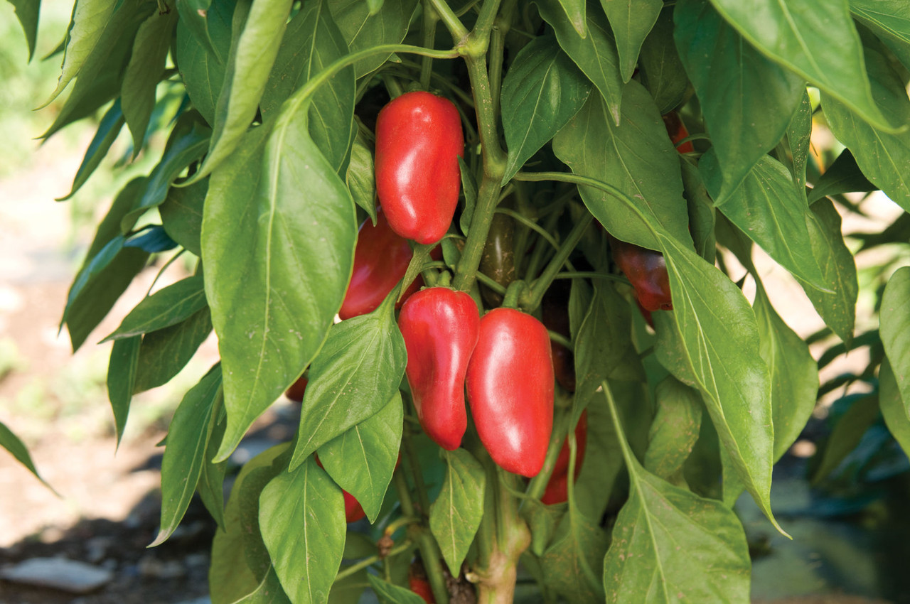 Lunchbox Red Mini/Snack Pepper Seeds | Holmes Seed Company
