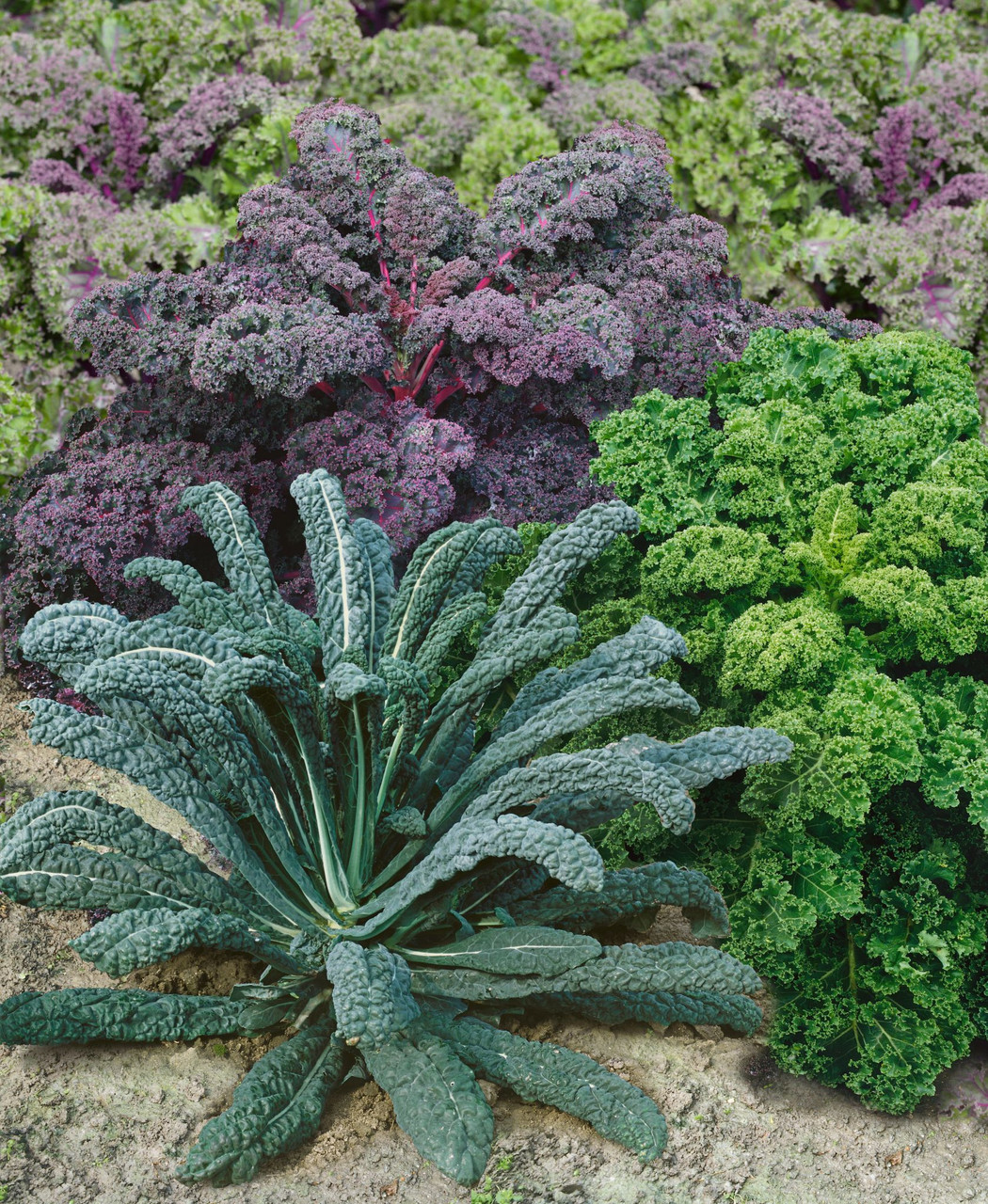 Kale Kaleidoscope | Holmes Seed Company