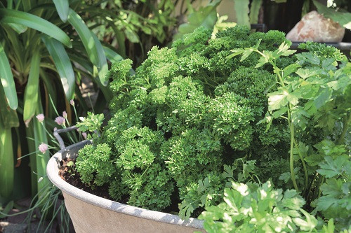 Parsley Garden Blend Holmes Seed Company