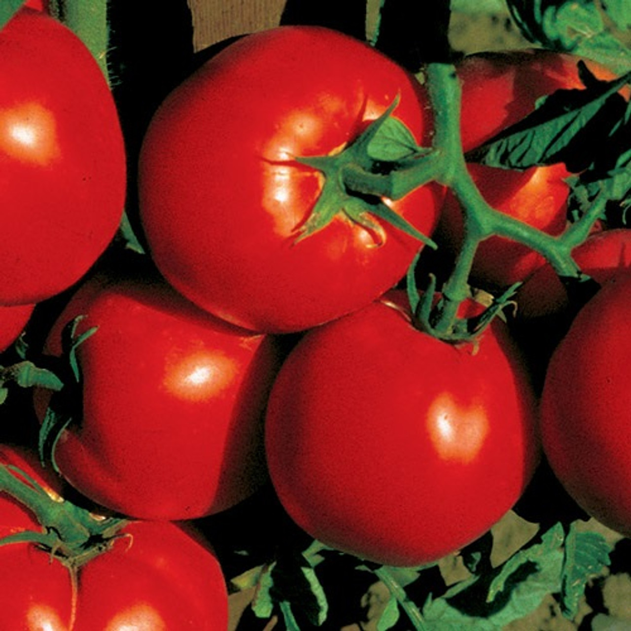 Amelia F1 Hybrid Tomato Seeds