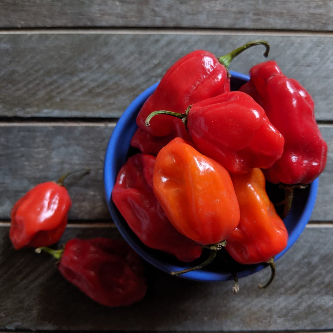 Super Habanero F1 Holmes Seed Company