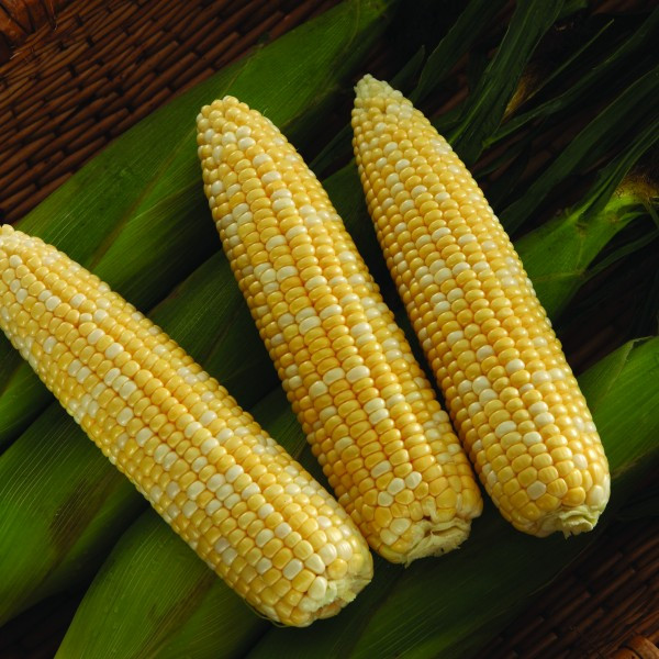 コーン SV9014SB F1 Sweet Corn Seeds - 77 Relative Days | Holmes Seed Company