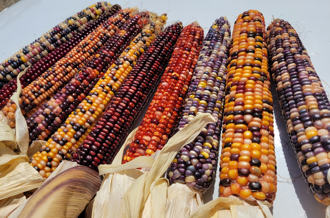 Rainbow Giant Ornamental Corn | Holmes Seed Company