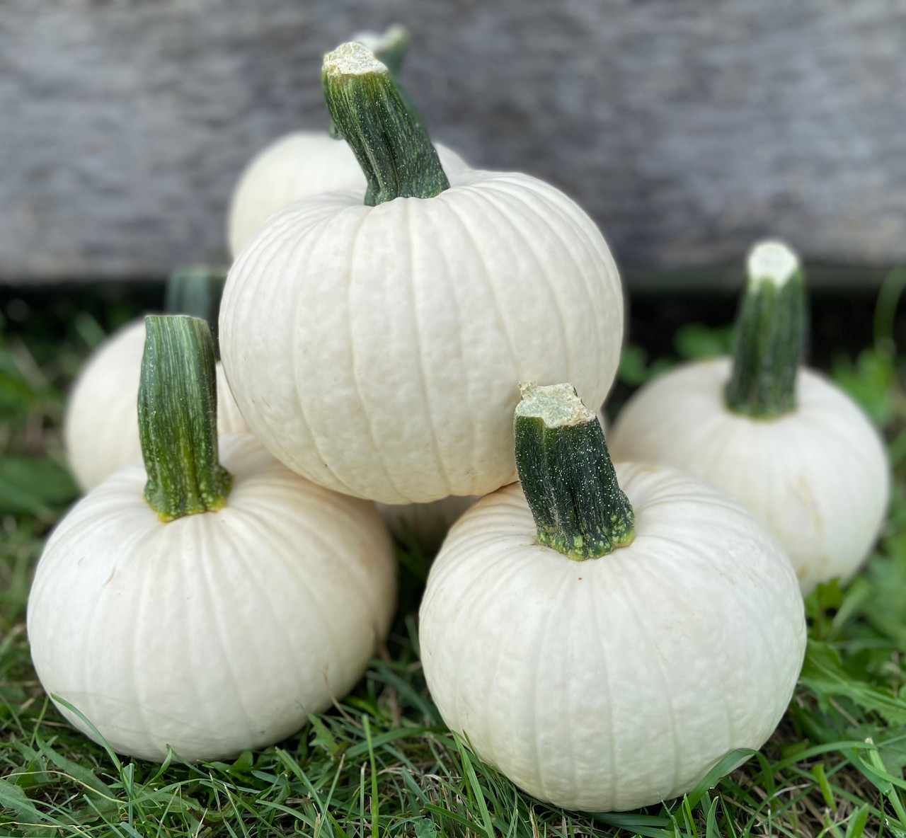 11 ウィリンキー ポールホワイト willinckii 'Paul White Icicle Pumpkin Seeds | Holmes Seed Company