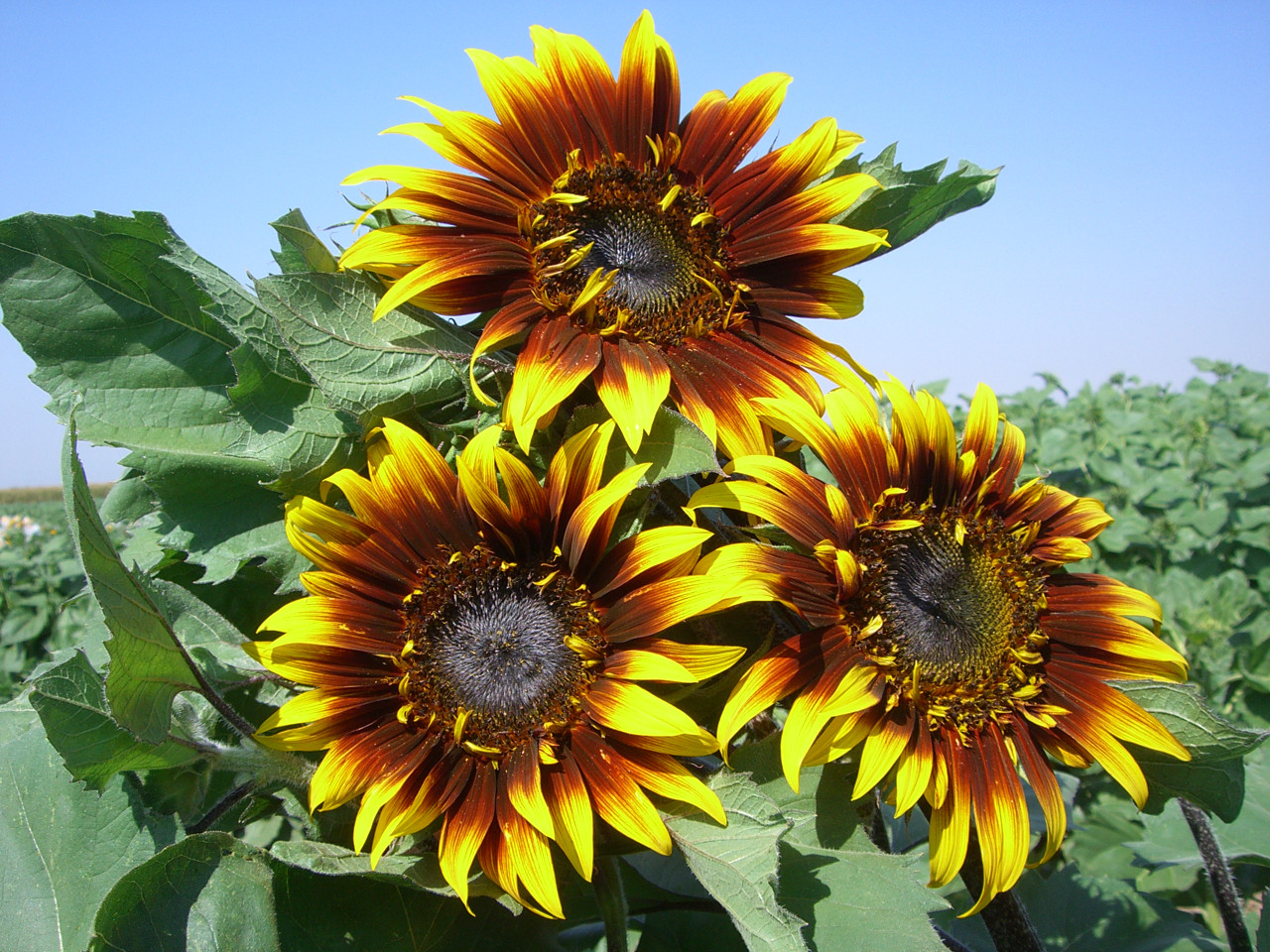 Joker F1 Sunflower | Holmes Seed Company