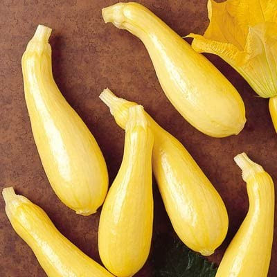 Cougar Precocious Straightneck Squash Seeds | Holmes Seed Company