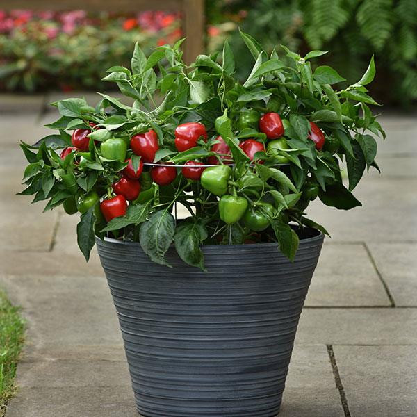 Pepper Patio Plant - Snackabelle