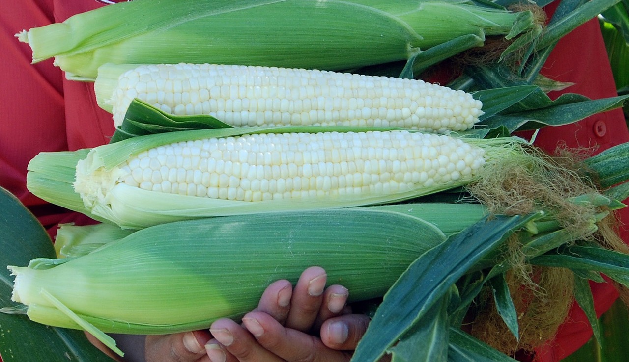 Diamond Mine Sweet Corn Seeds - 76 Relative Days | Holmes Seed Company