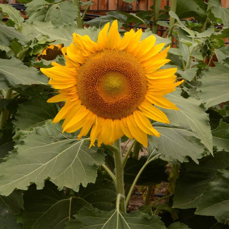 Dwarf Incredible - Untreated