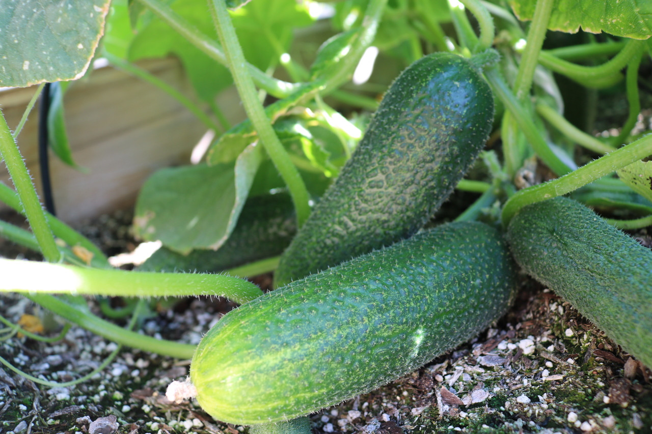 cocosumire ページ Cool Breeze F1 Cucumber | Holmes Seed Company